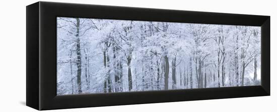 Trees with Snow and Frost, Nr Wotton, Glos, Uk-Peter Adams-Framed Premier Image Canvas