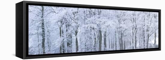 Trees with Snow and Frost, Nr Wotton, Glos, Uk-Peter Adams-Framed Premier Image Canvas