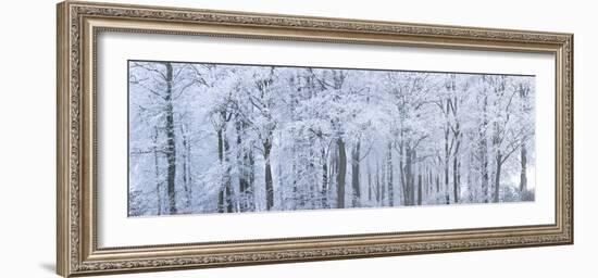 Trees with Snow and Frost, Nr Wotton, Glos, Uk-Peter Adams-Framed Photographic Print