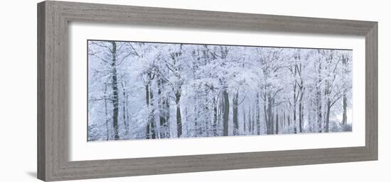 Trees with Snow and Frost, Nr Wotton, Glos, Uk-Peter Adams-Framed Photographic Print