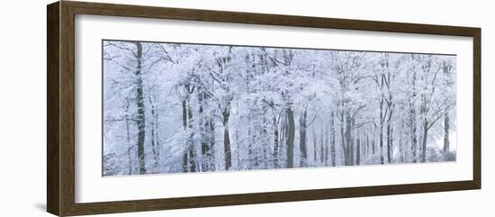 Trees with Snow and Frost, Nr Wotton, Glos, Uk-Peter Adams-Framed Photographic Print