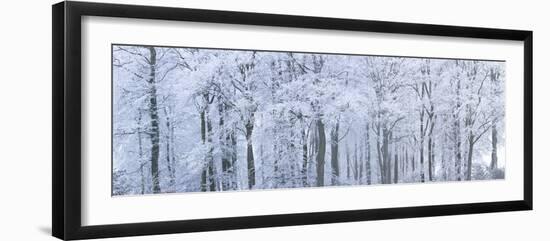 Trees with Snow and Frost, Nr Wotton, Glos, Uk-Peter Adams-Framed Photographic Print