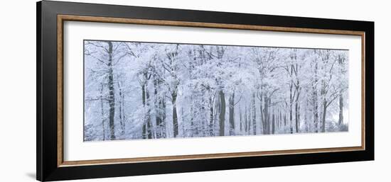 Trees with Snow and Frost, Nr Wotton, Glos, Uk-Peter Adams-Framed Photographic Print