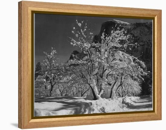 Trees With Snow On Branches "Half Dome Apple Orchard Yosemite" California. April 1933. 1933-Ansel Adams-Framed Stretched Canvas