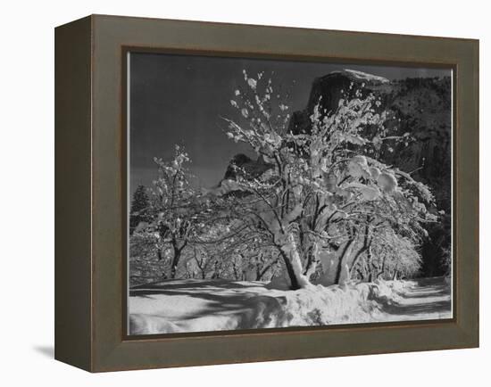 Trees With Snow On Branches "Half Dome Apple Orchard Yosemite" California. April 1933. 1933-Ansel Adams-Framed Stretched Canvas