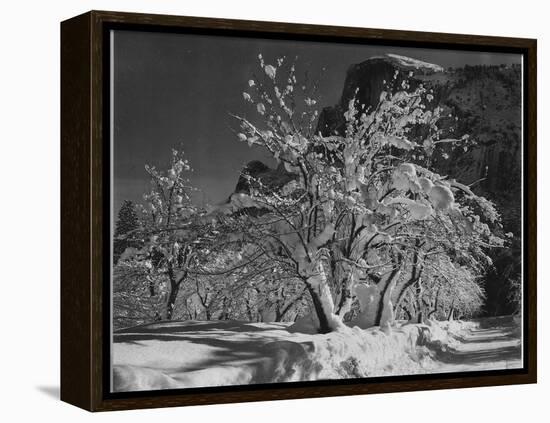 Trees With Snow On Branches "Half Dome Apple Orchard Yosemite" California. April 1933. 1933-Ansel Adams-Framed Stretched Canvas