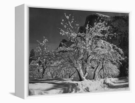 Trees With Snow On Branches "Half Dome Apple Orchard Yosemite" California. April 1933. 1933-Ansel Adams-Framed Stretched Canvas