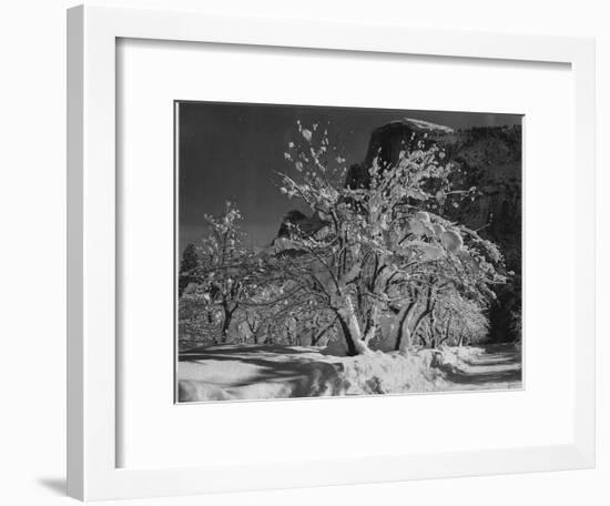 Trees With Snow On Branches "Half Dome Apple Orchard Yosemite" California. April 1933. 1933-Ansel Adams-Framed Art Print