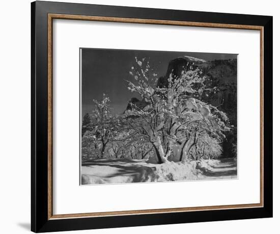 Trees With Snow On Branches "Half Dome Apple Orchard Yosemite" California. April 1933. 1933-Ansel Adams-Framed Art Print