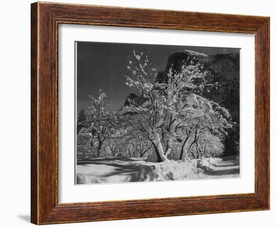 Trees With Snow On Branches "Half Dome Apple Orchard Yosemite" California. April 1933. 1933-Ansel Adams-Framed Art Print