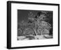 Trees With Snow On Branches "Half Dome Apple Orchard Yosemite" California. April 1933. 1933-Ansel Adams-Framed Art Print