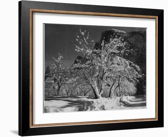 Trees With Snow On Branches "Half Dome Apple Orchard Yosemite" California. April 1933. 1933-Ansel Adams-Framed Art Print