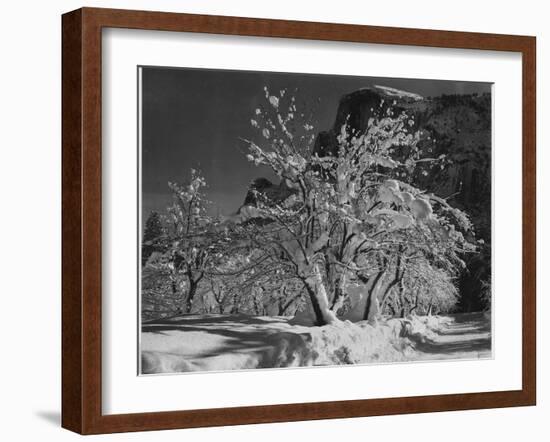 Trees With Snow On Branches "Half Dome Apple Orchard Yosemite" California. April 1933. 1933-Ansel Adams-Framed Art Print