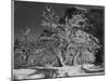 Trees With Snow On Branches "Half Dome Apple Orchard Yosemite" California. April 1933. 1933-Ansel Adams-Mounted Art Print