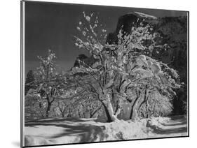 Trees With Snow On Branches "Half Dome Apple Orchard Yosemite" California. April 1933. 1933-Ansel Adams-Mounted Art Print