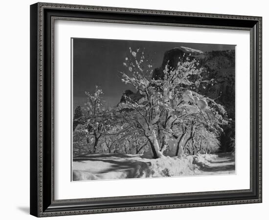 Trees With Snow On Branches "Half Dome Apple Orchard Yosemite" California. April 1933. 1933-Ansel Adams-Framed Art Print