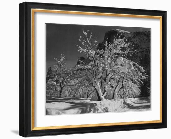 Trees With Snow On Branches "Half Dome Apple Orchard Yosemite" California. April 1933. 1933-Ansel Adams-Framed Art Print