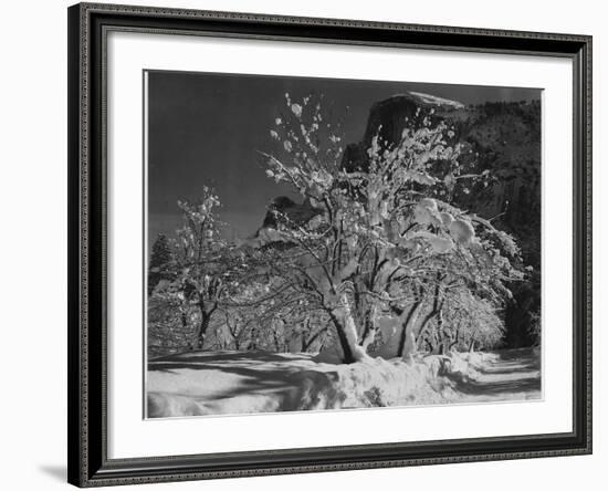 Trees With Snow On Branches "Half Dome Apple Orchard Yosemite" California. April 1933. 1933-Ansel Adams-Framed Art Print