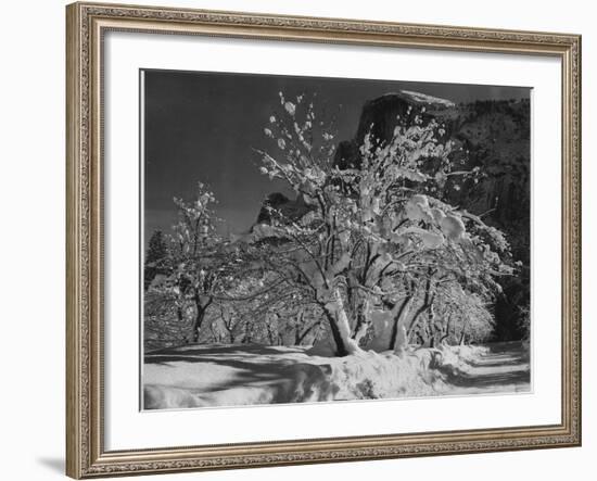 Trees With Snow On Branches "Half Dome Apple Orchard Yosemite" California. April 1933. 1933-Ansel Adams-Framed Art Print