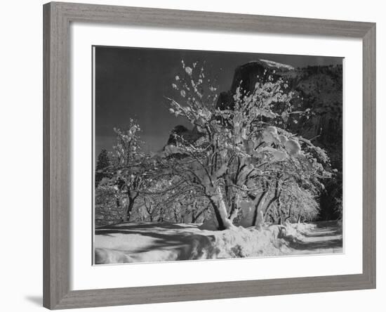 Trees With Snow On Branches "Half Dome Apple Orchard Yosemite" California. April 1933. 1933-Ansel Adams-Framed Art Print