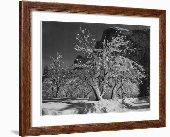 Trees With Snow On Branches "Half Dome Apple Orchard Yosemite" California. April 1933. 1933-Ansel Adams-Framed Art Print