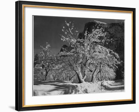 Trees With Snow On Branches "Half Dome Apple Orchard Yosemite" California. April 1933. 1933-Ansel Adams-Framed Art Print