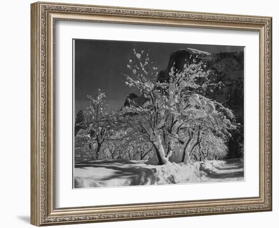 Trees With Snow On Branches "Half Dome Apple Orchard Yosemite" California. April 1933. 1933-Ansel Adams-Framed Premium Giclee Print