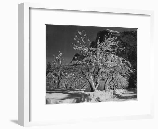 Trees With Snow On Branches "Half Dome Apple Orchard Yosemite" California. April 1933. 1933-Ansel Adams-Framed Premium Giclee Print