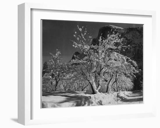 Trees With Snow On Branches "Half Dome Apple Orchard Yosemite" California. April 1933. 1933-Ansel Adams-Framed Premium Giclee Print