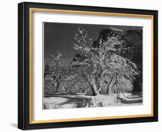 Trees With Snow On Branches "Half Dome Apple Orchard Yosemite" California. April 1933. 1933-Ansel Adams-Framed Premium Giclee Print