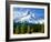 Trees with snowcapped mountain range in the background, Mt Hood, Upper Hood River Valley, Hood R...-null-Framed Photographic Print