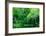 Trees-Peter Morneau-Framed Art Print