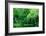 Trees-Peter Morneau-Framed Art Print