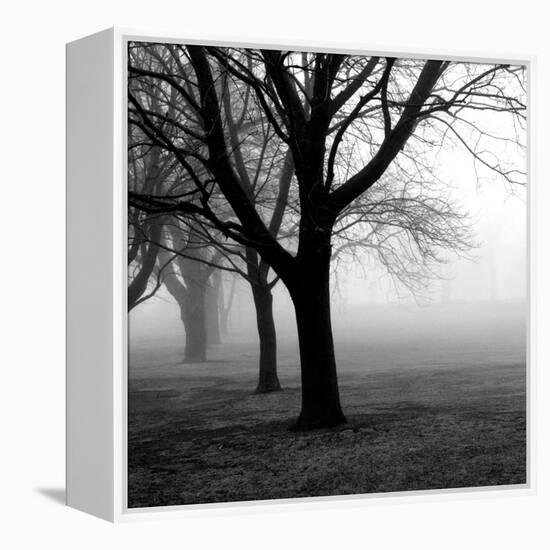 Trees-null-Framed Premier Image Canvas