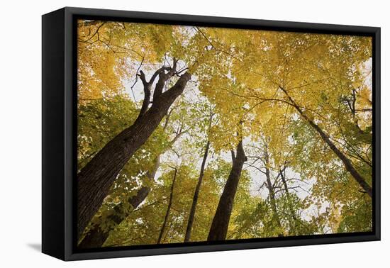 Trees-Gordon Semmens-Framed Premier Image Canvas