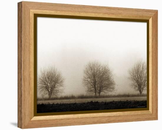 Trees-Monika Brand-Framed Premier Image Canvas