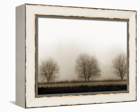 Trees-Monika Brand-Framed Premier Image Canvas