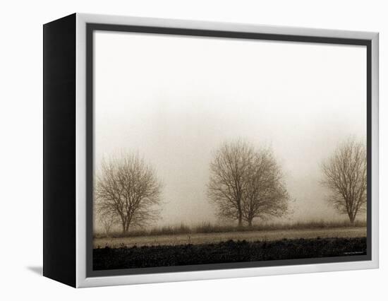 Trees-Monika Brand-Framed Premier Image Canvas