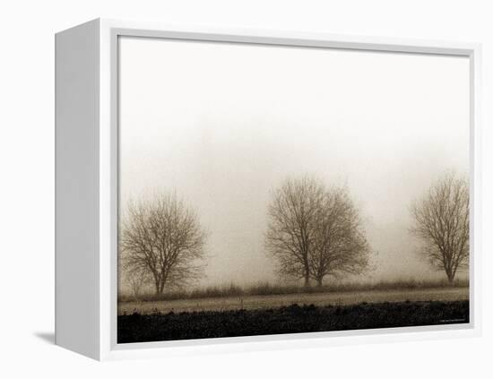 Trees-Monika Brand-Framed Premier Image Canvas