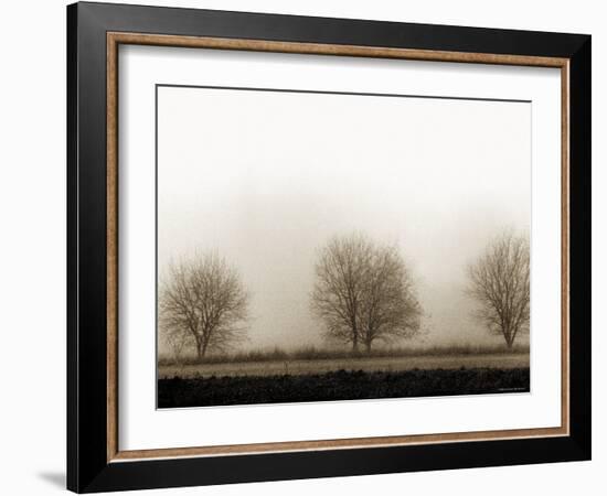 Trees-Monika Brand-Framed Photographic Print