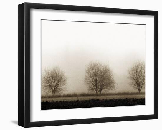 Trees-Monika Brand-Framed Photographic Print