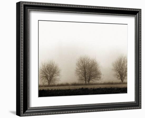 Trees-Monika Brand-Framed Photographic Print