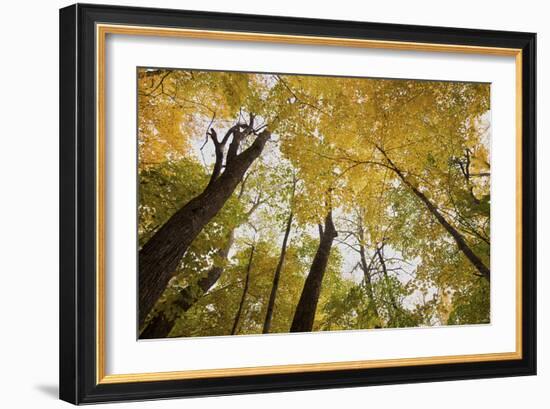 Trees-Gordon Semmens-Framed Photographic Print