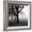 Trees-null-Framed Photographic Print