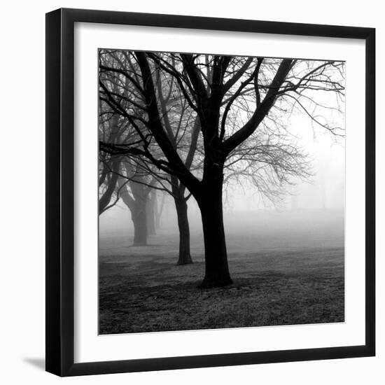 Trees-null-Framed Photographic Print