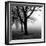 Trees-null-Framed Photographic Print