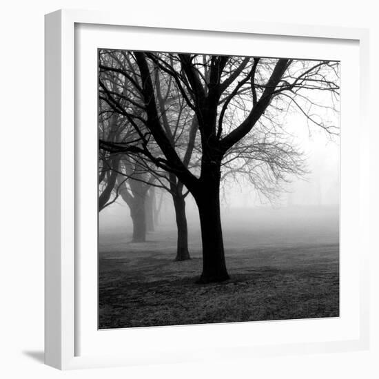 Trees-null-Framed Photographic Print