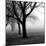 Trees-null-Mounted Photographic Print