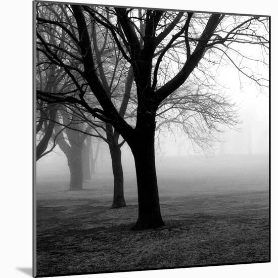 Trees-null-Mounted Photographic Print