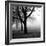 Trees-null-Framed Photographic Print